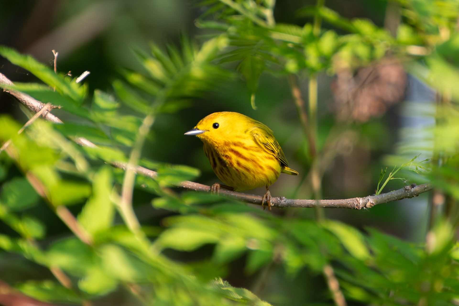 Yellow Warbler