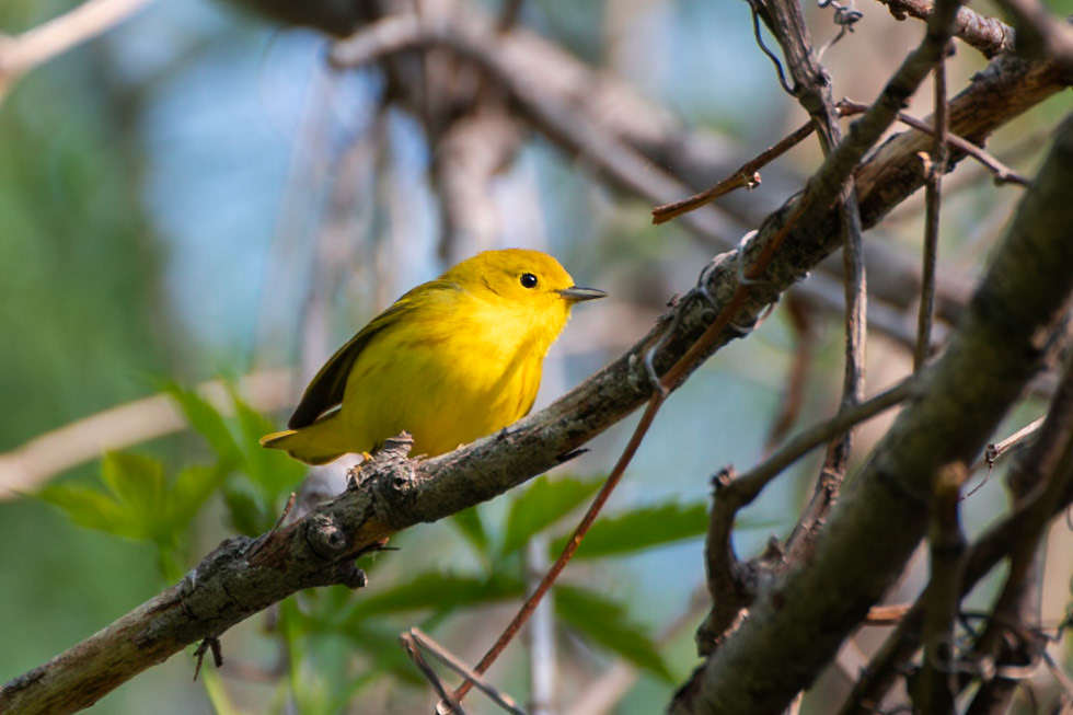 Yellow Warbler