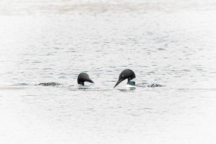 Common Loon