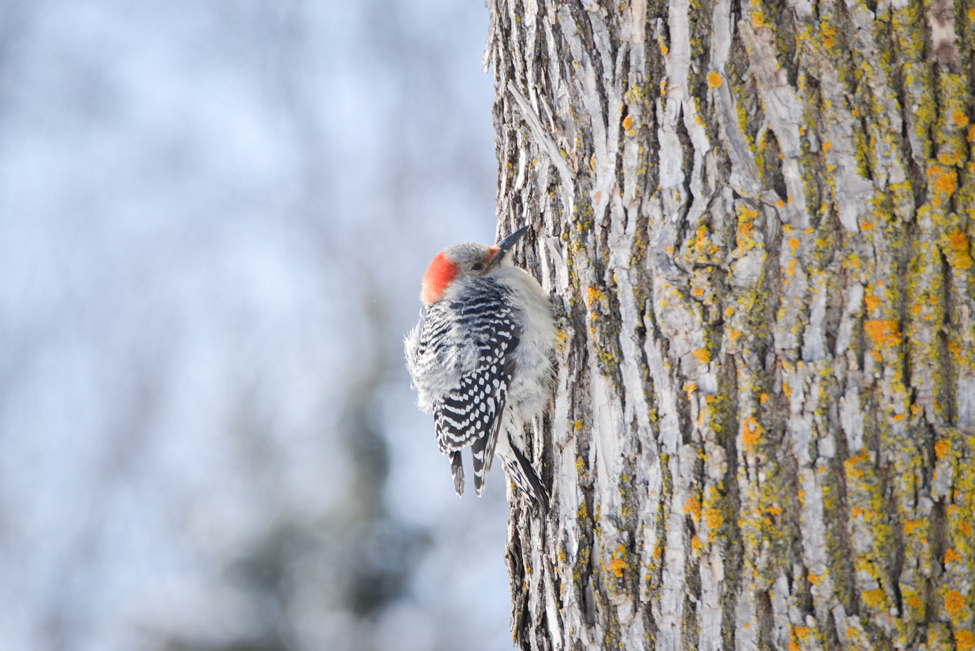 Red Bellied Woodpecker