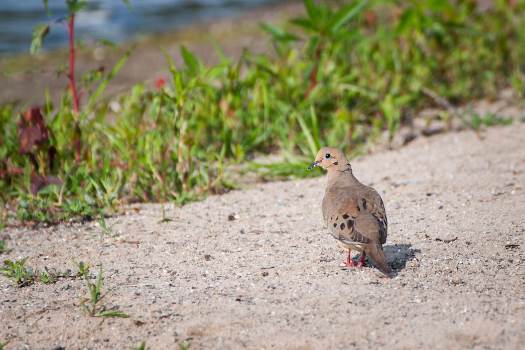 Mourning Dove