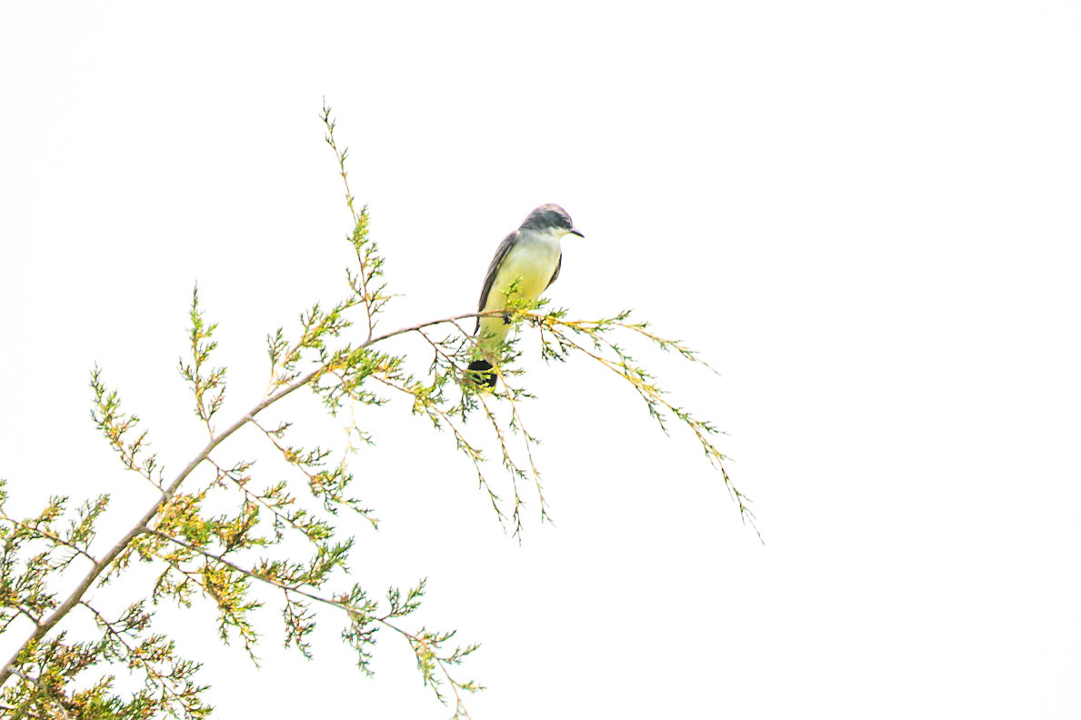 Western Kingbird