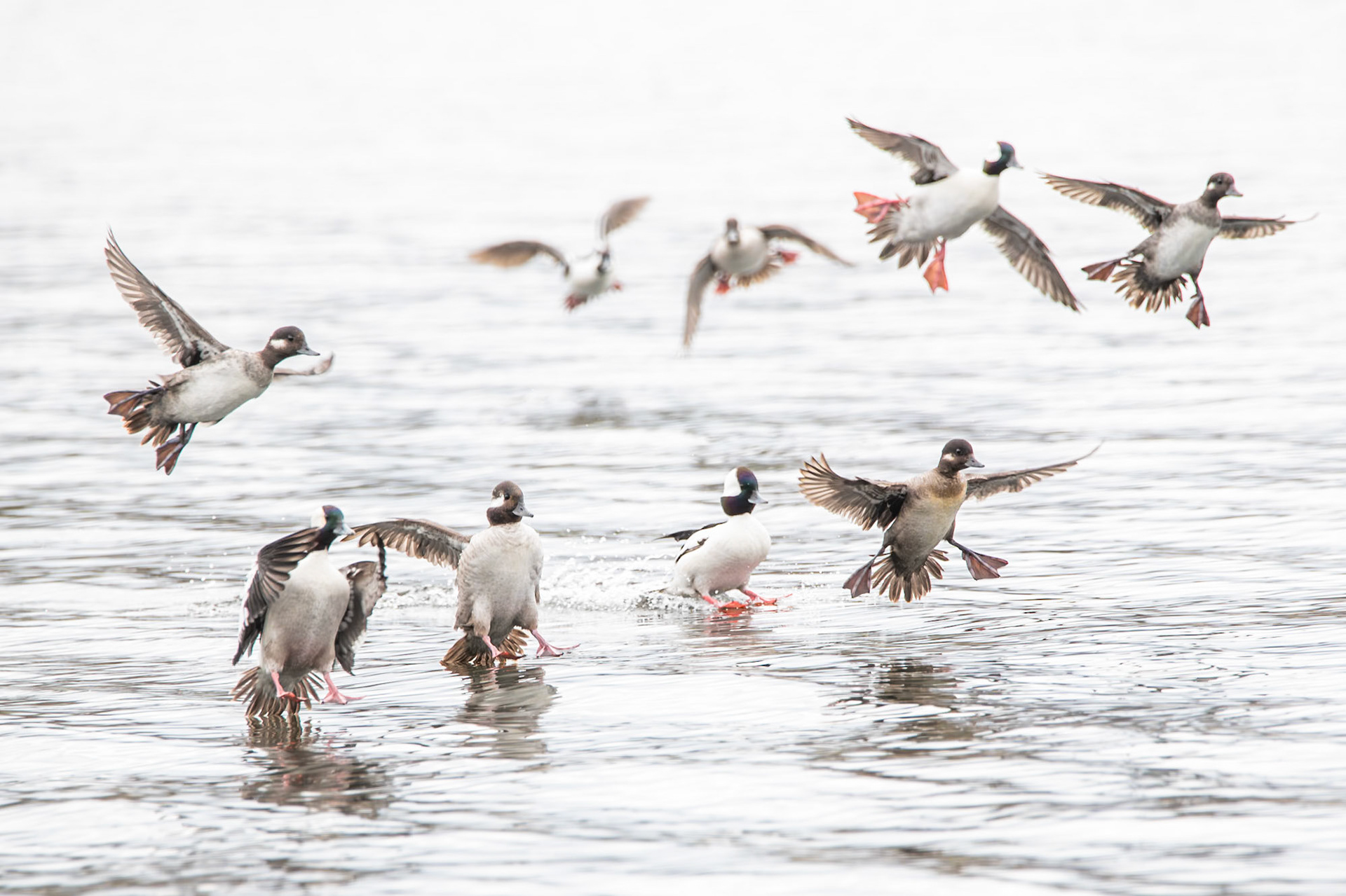 Bufflehead