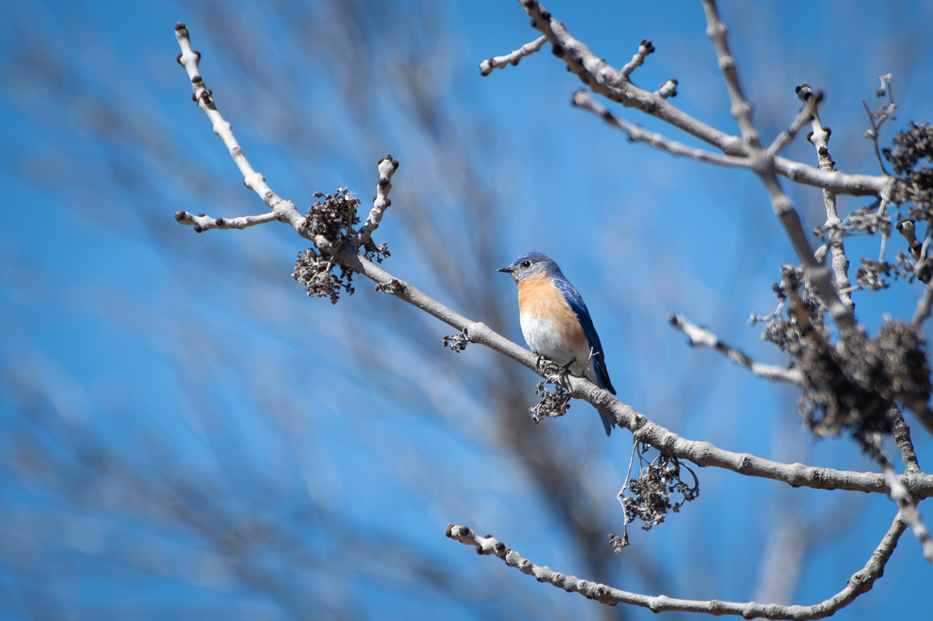 Eastern Bluebird