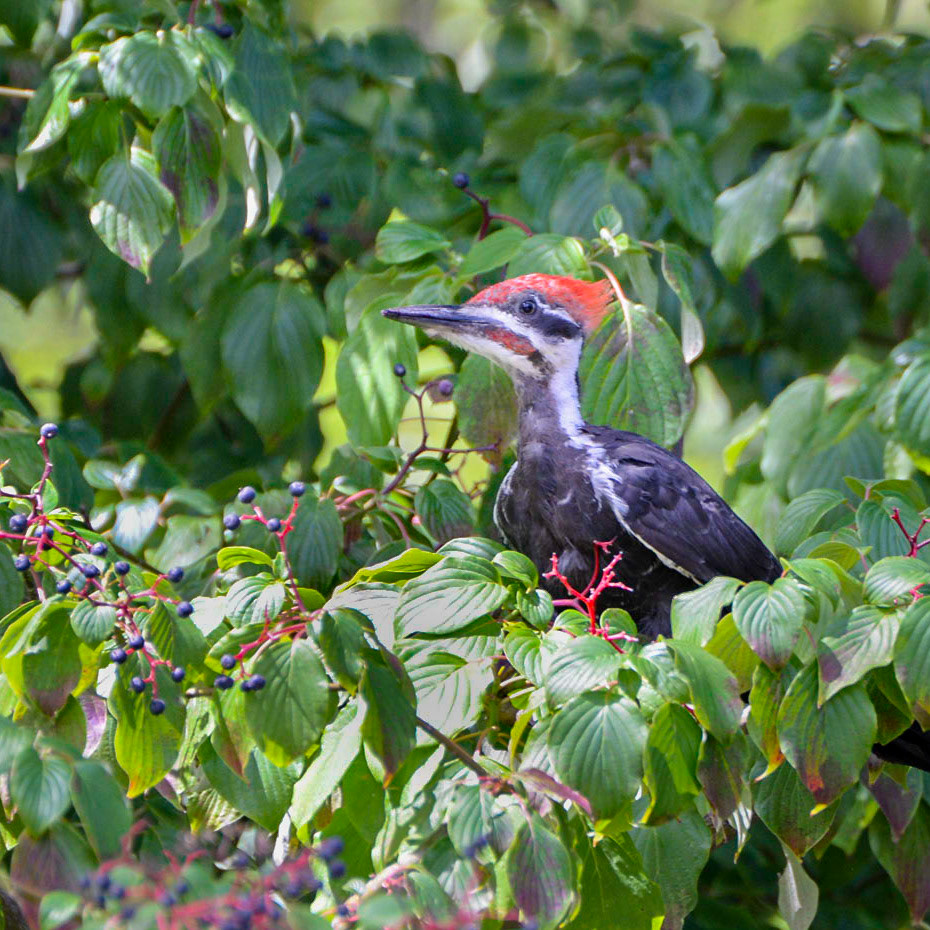 Pileated Woodpecker
