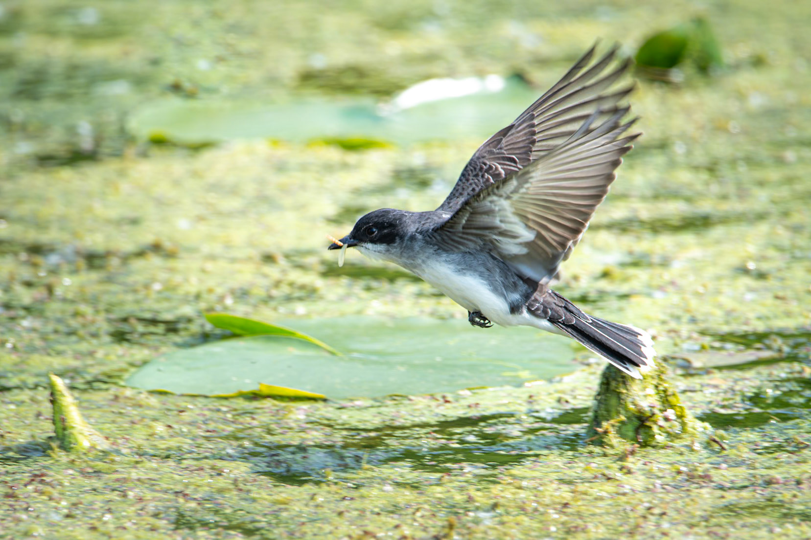 Eastern Kingbird