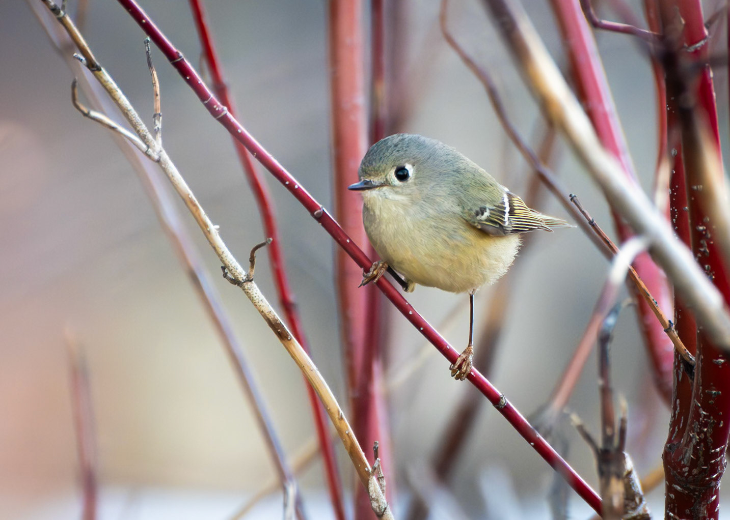Ruby Crowned Kinglet