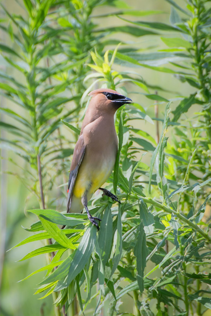 Cedar Waxwing