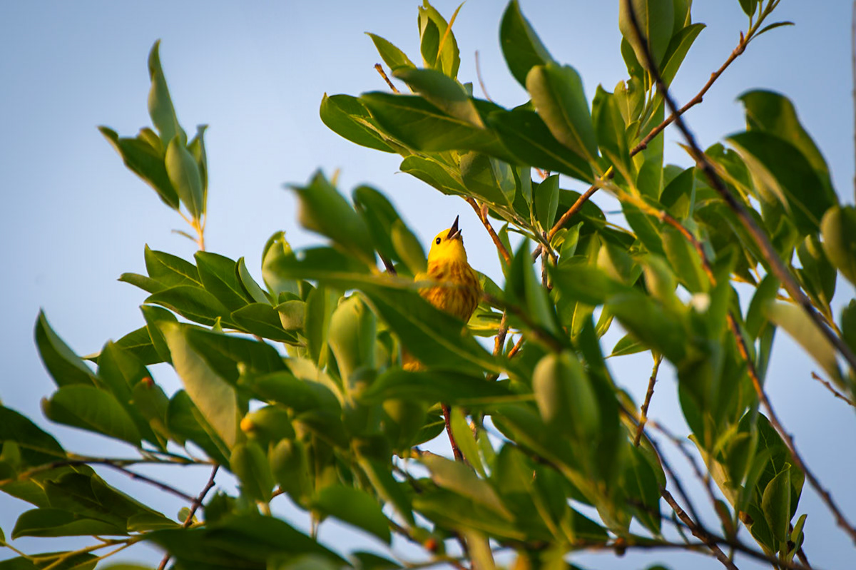 Yellow Warbler