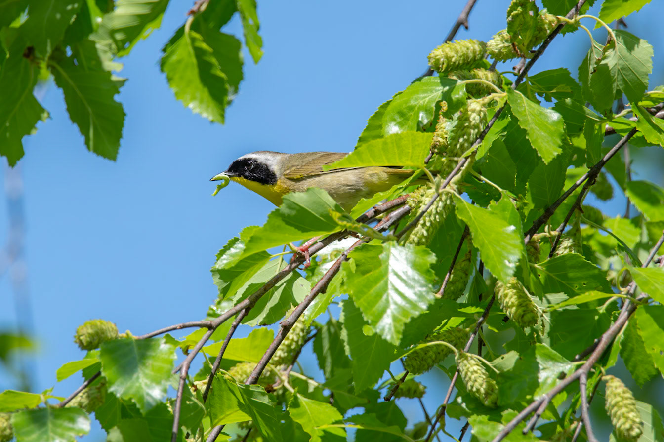 Common Yellowthroat