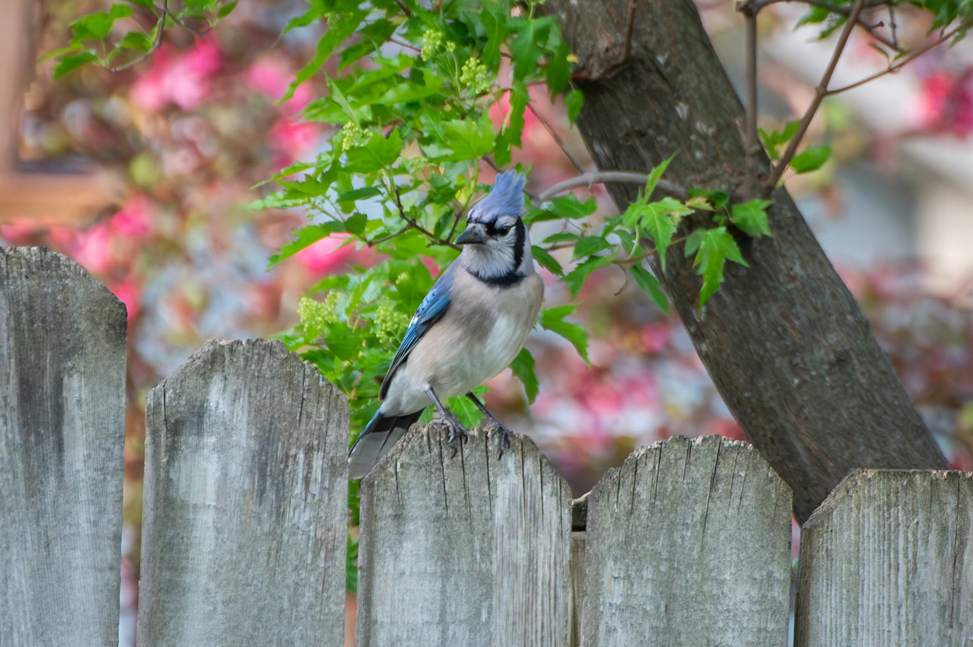 Blue Jay
