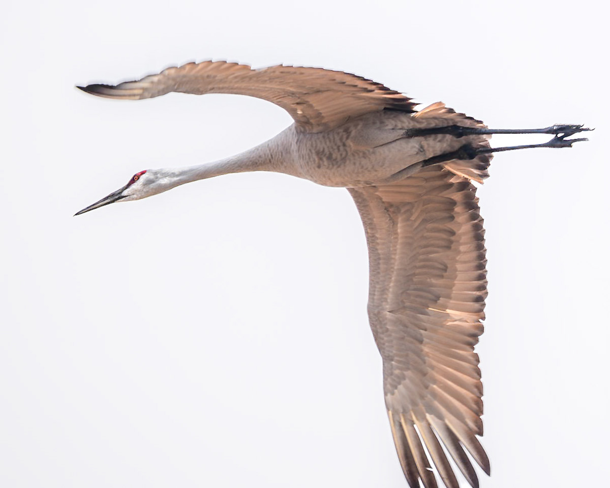Sandhill Crane