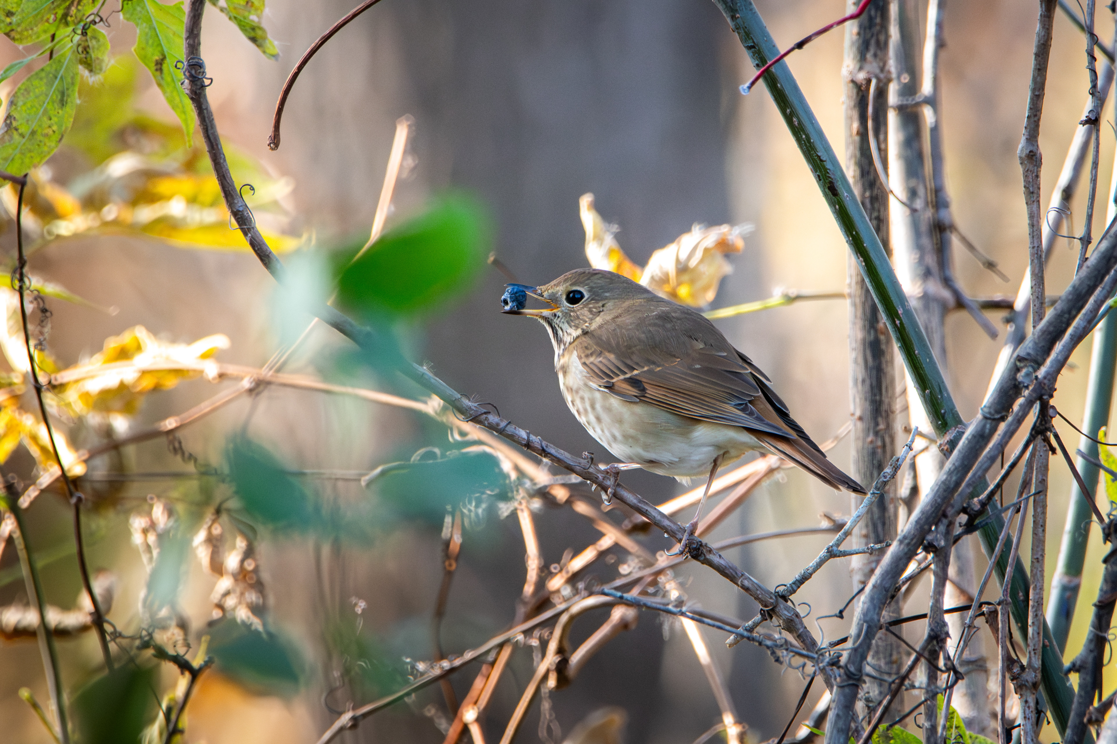 Hermit Thrush