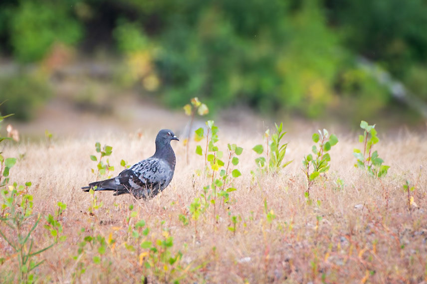 Rock Pigeon