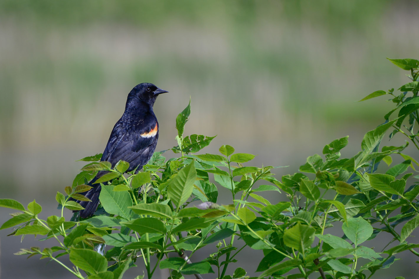 Red Winged Blackbird