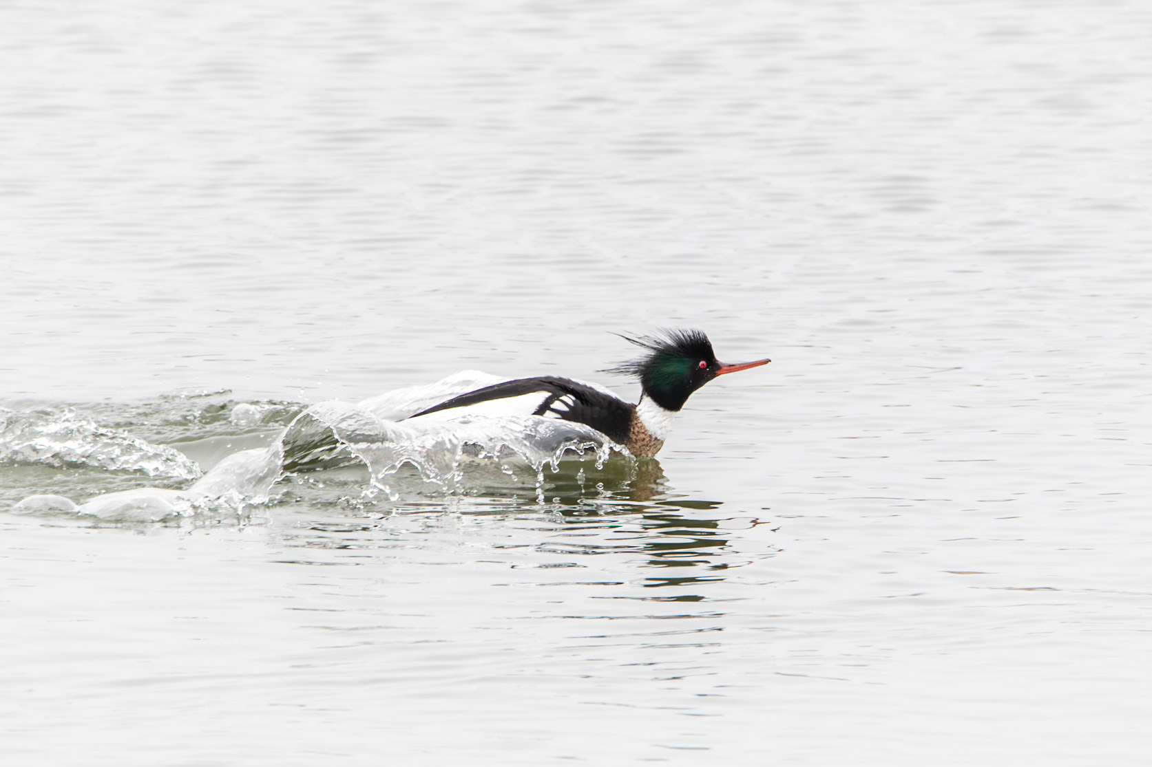 Red-Breasted Merganser