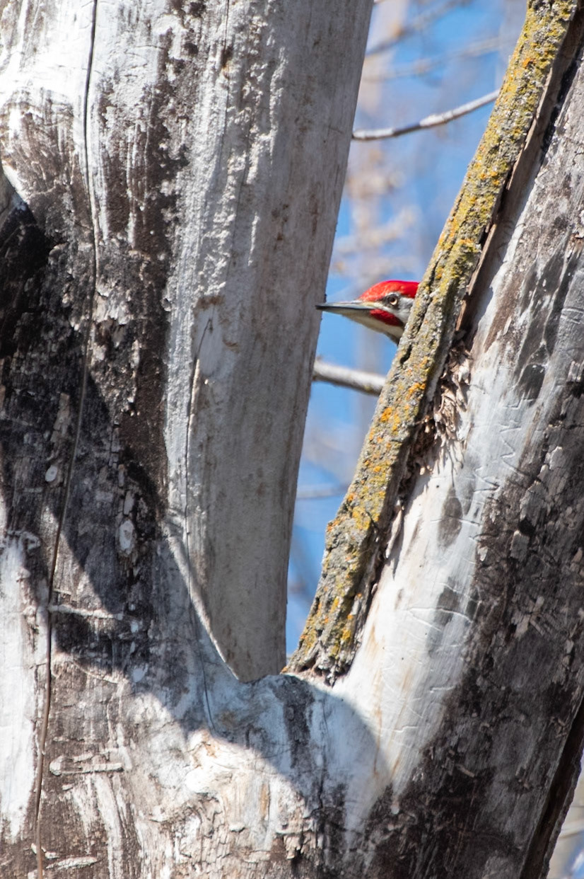 Pileated Woodpecker