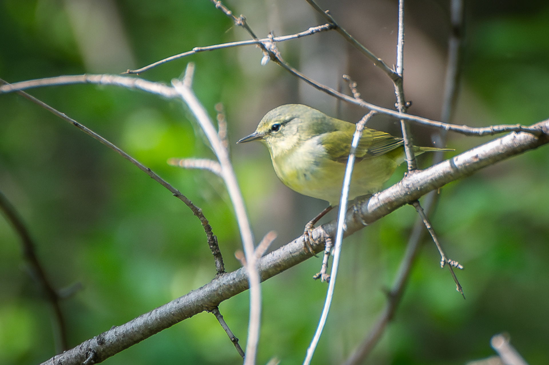 Tennessee Warbler