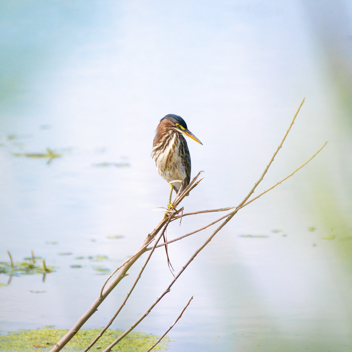 Green Heron