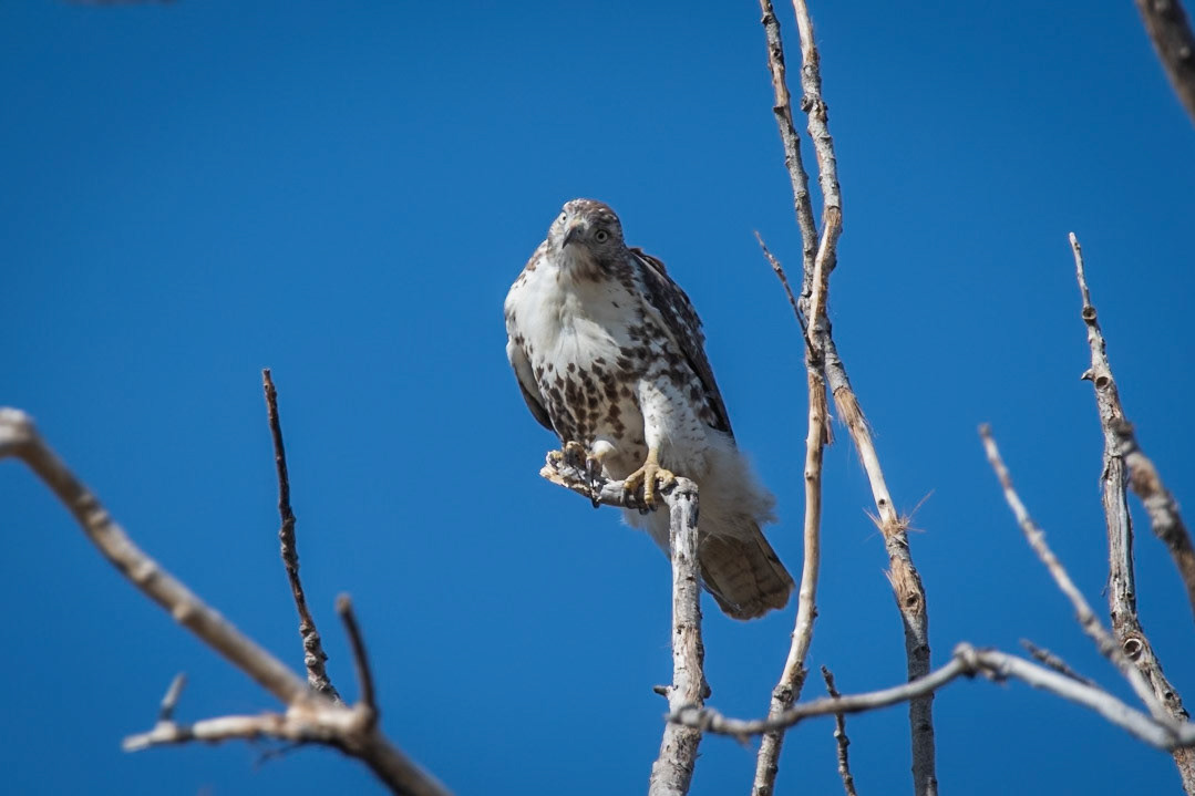 Red Tailed Hawk