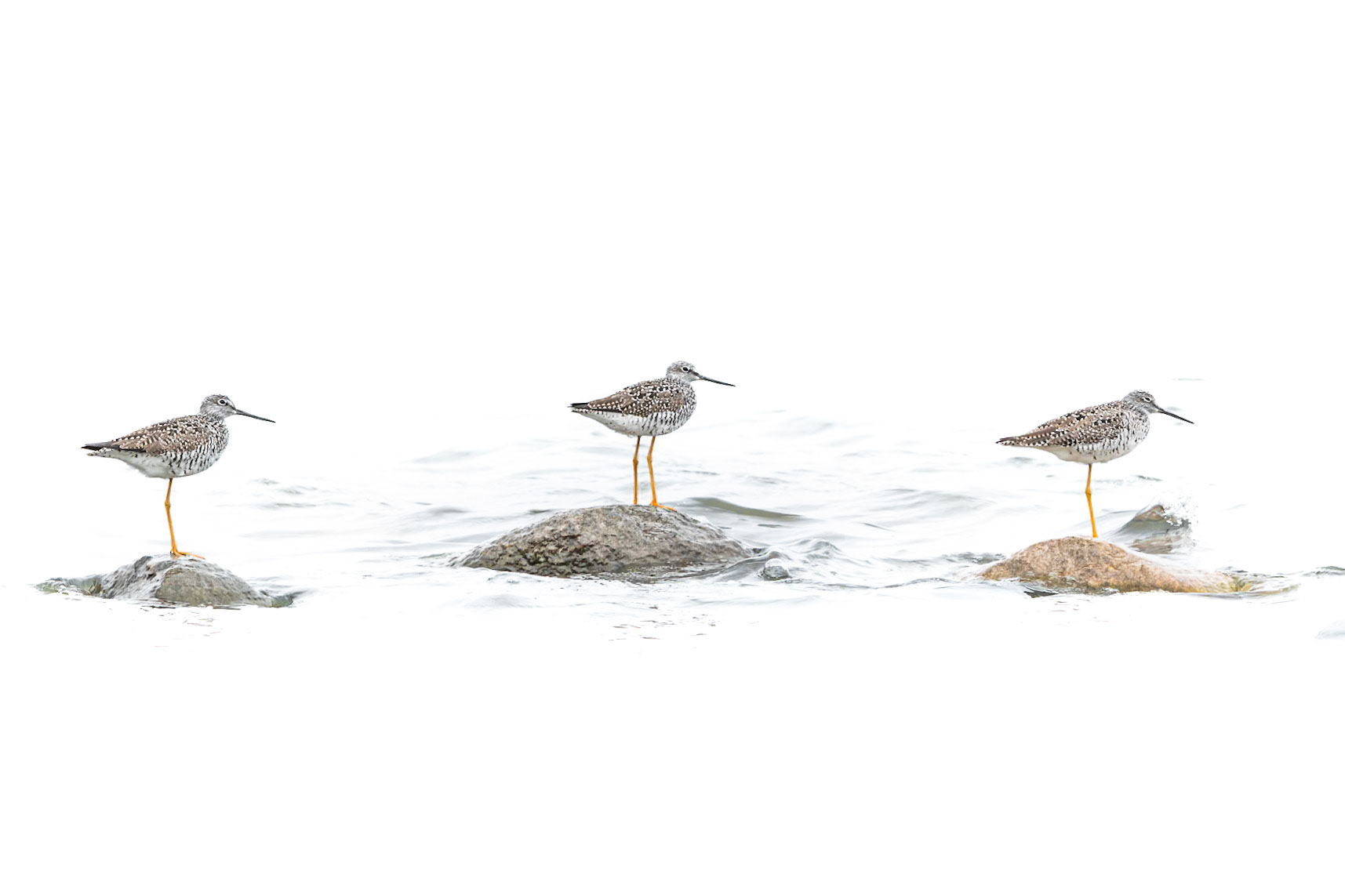 Greater Yellowlegs