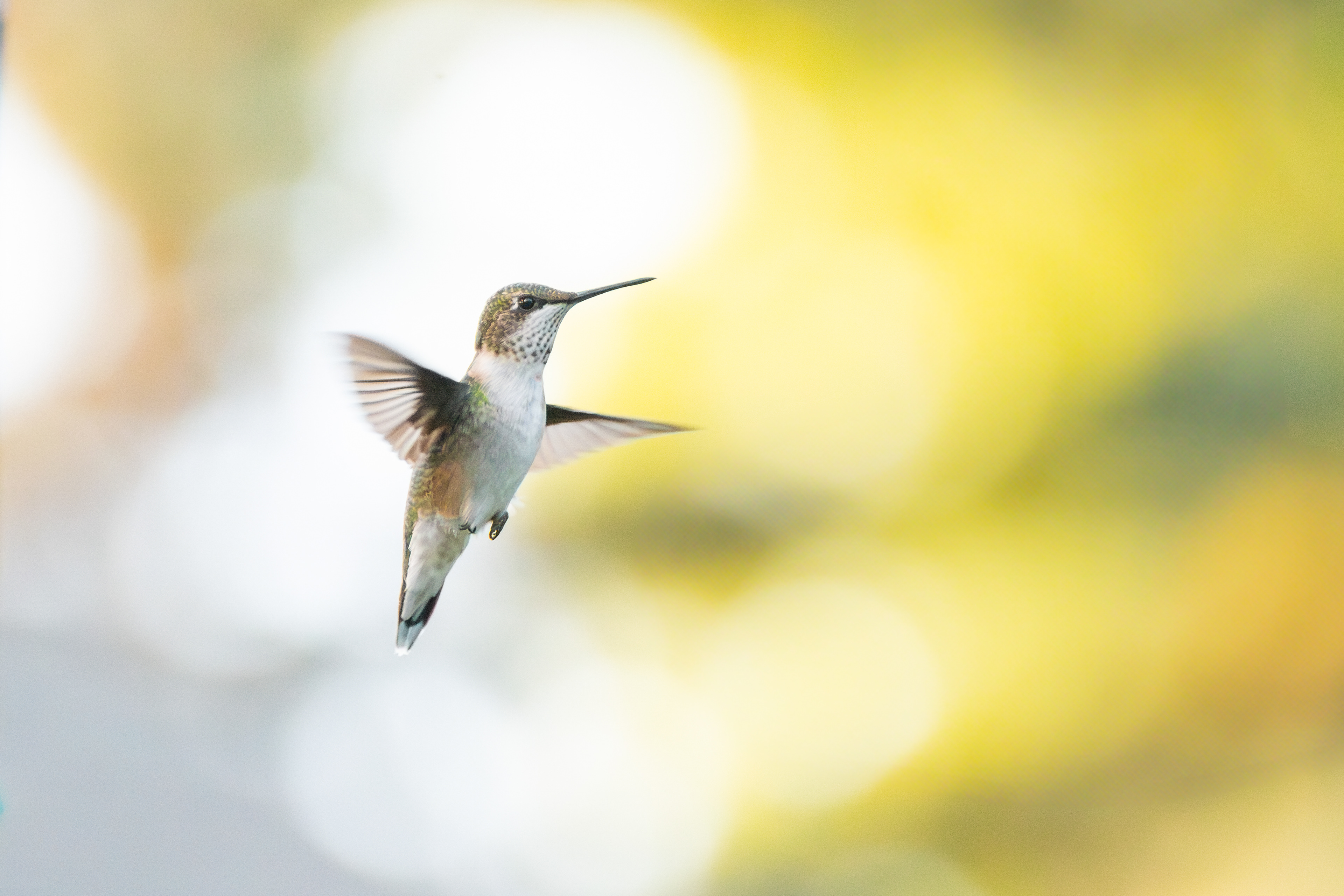 Ruby-throated Hummingbird
