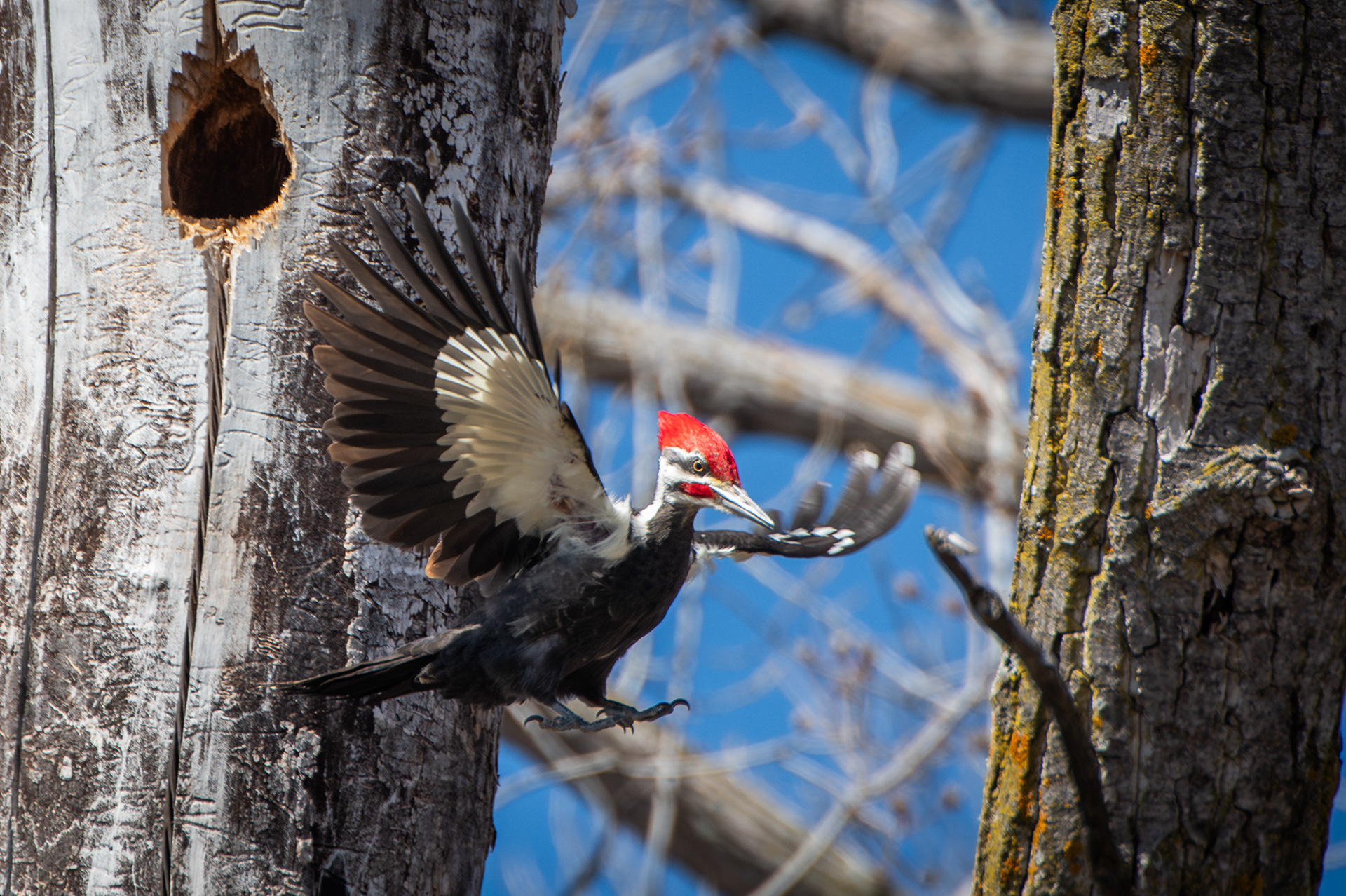 Pileated Woodpecker
