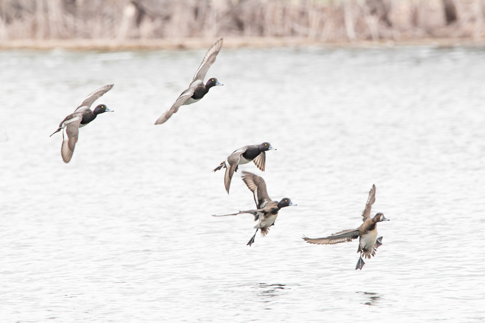 Lesser Scaup