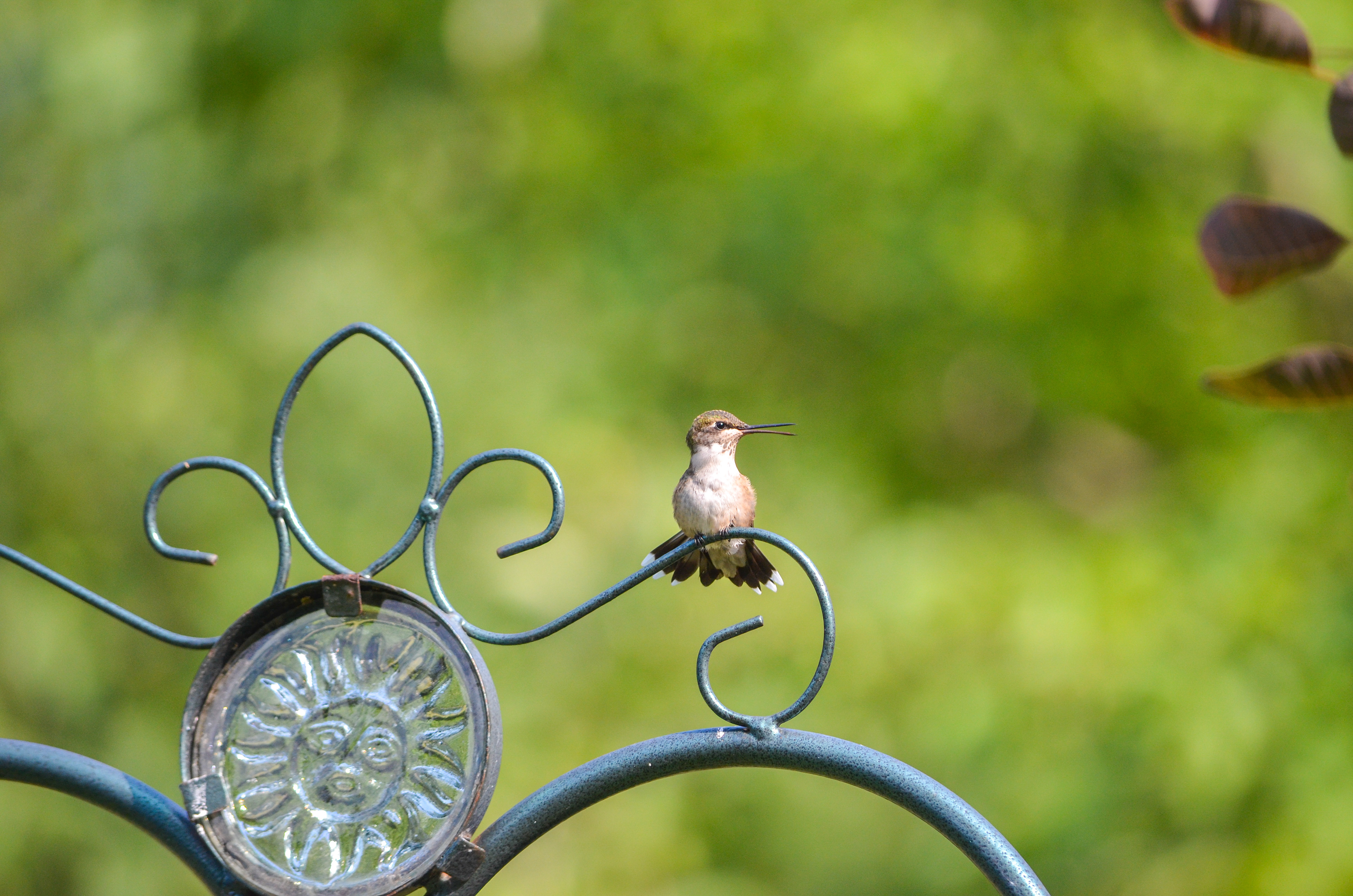 Ruby-throated Hummingbird