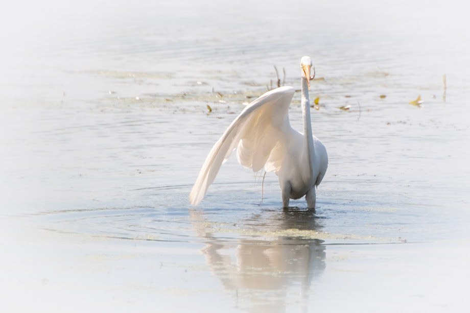 Egret