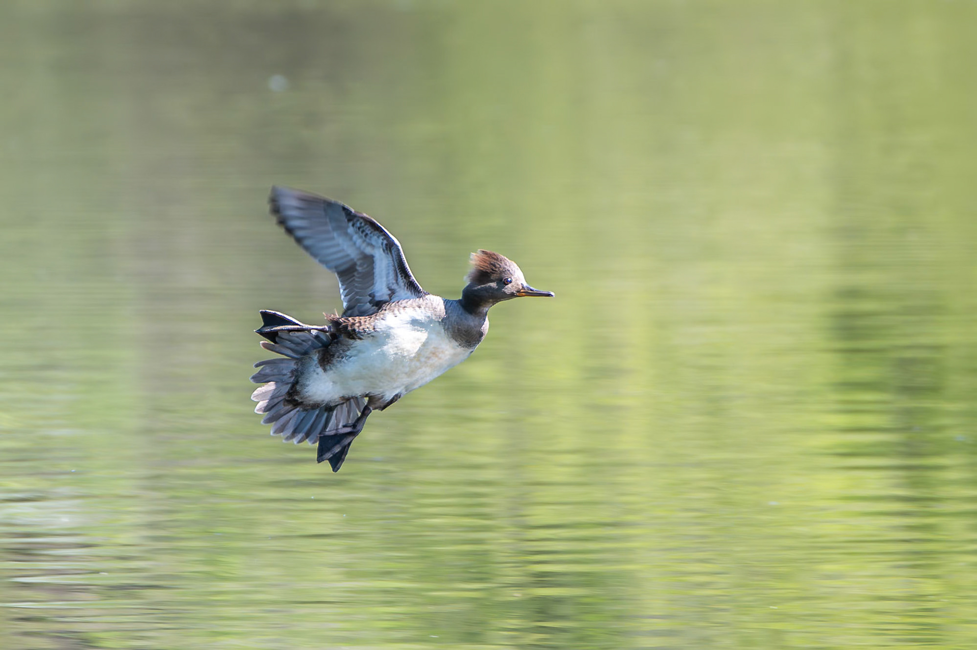 Hooded Merganser