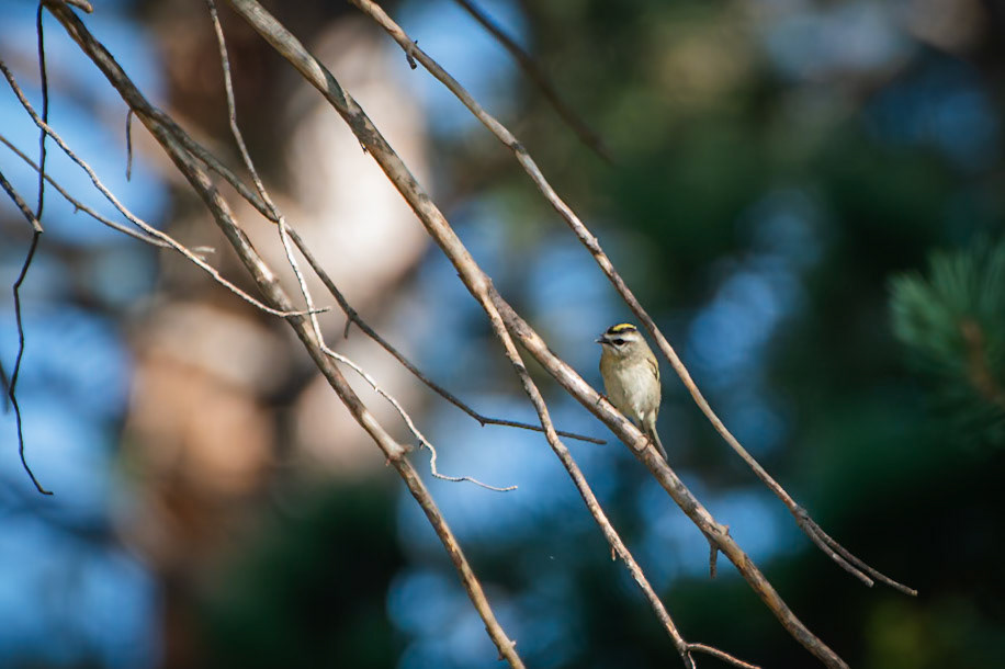 Golden Crowned Kinglet