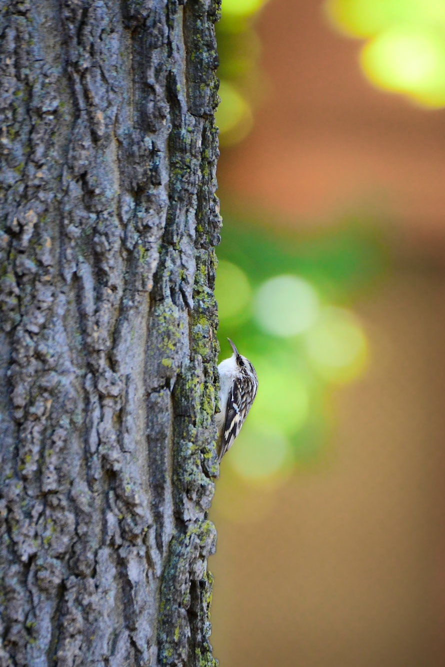 Brown Creeper