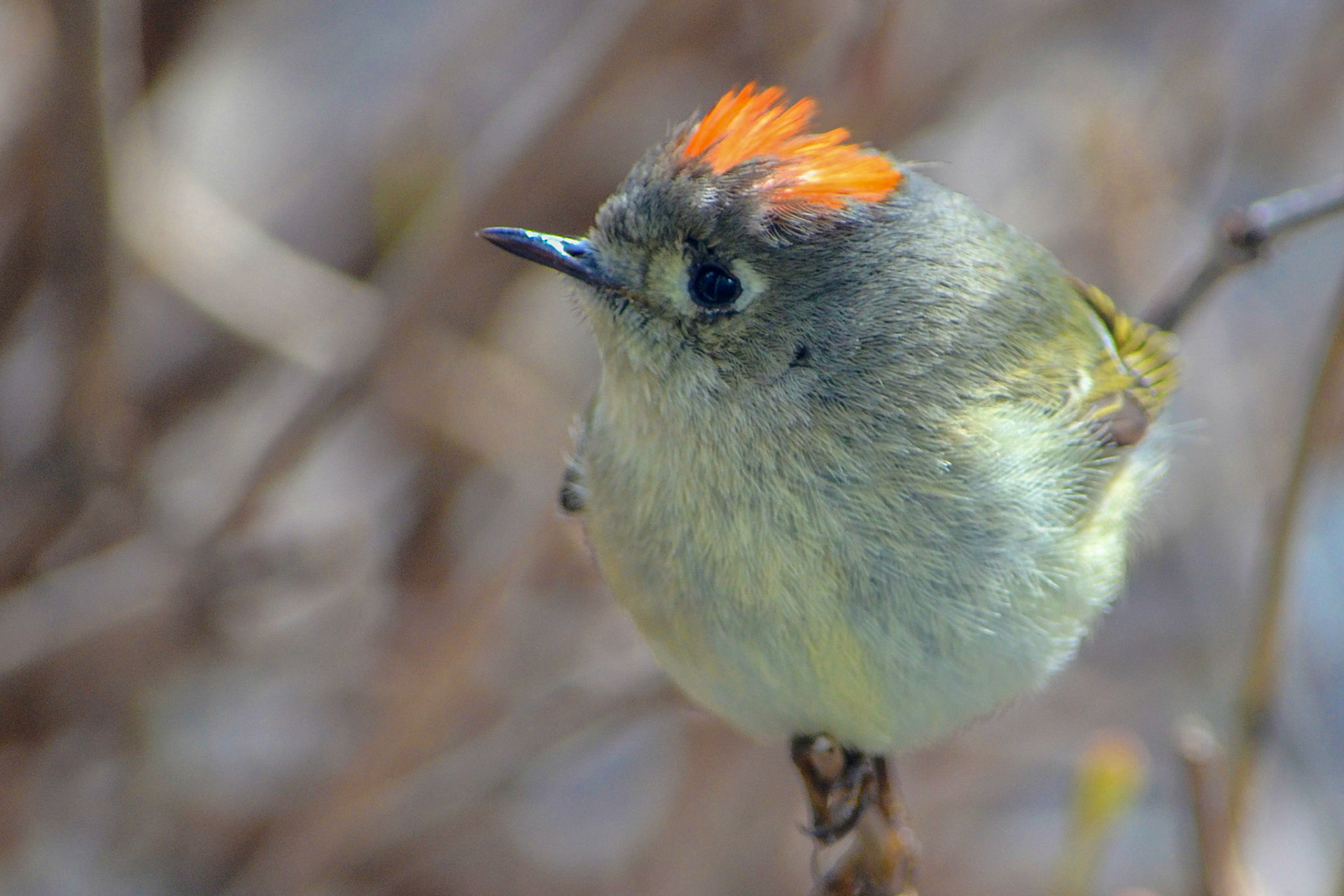 Ruby Crowned Kinglet