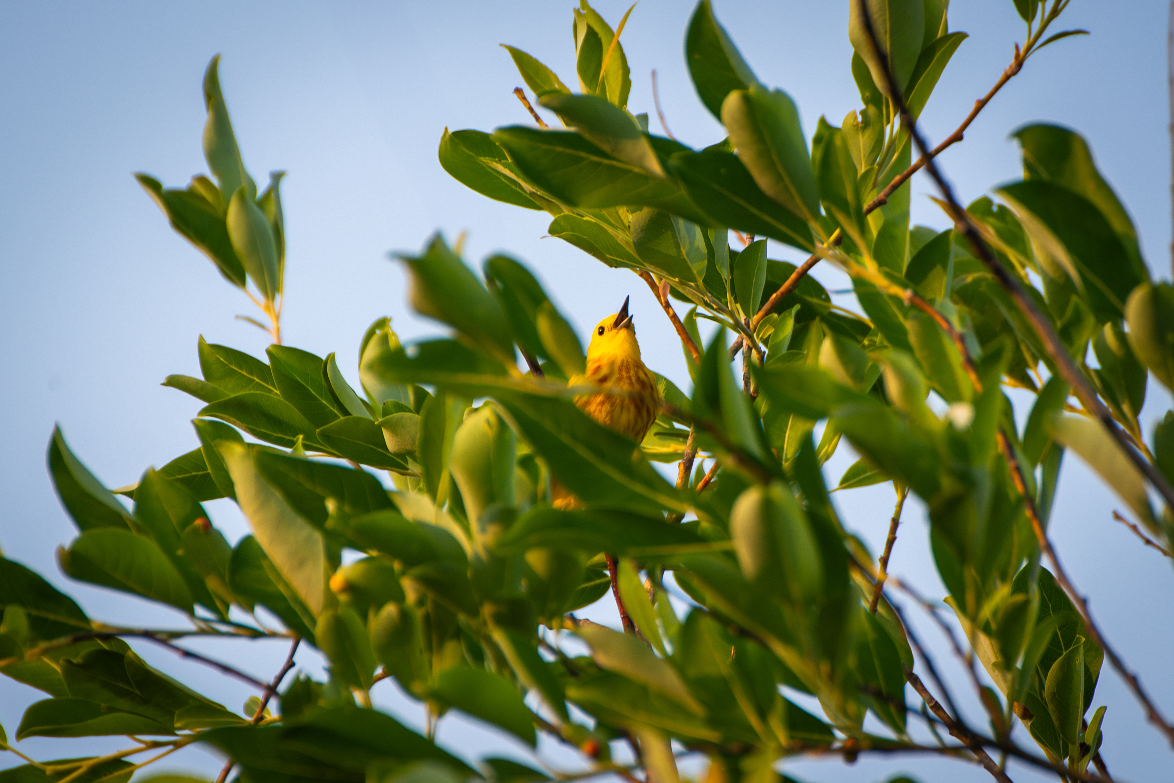 Yellow Warbler