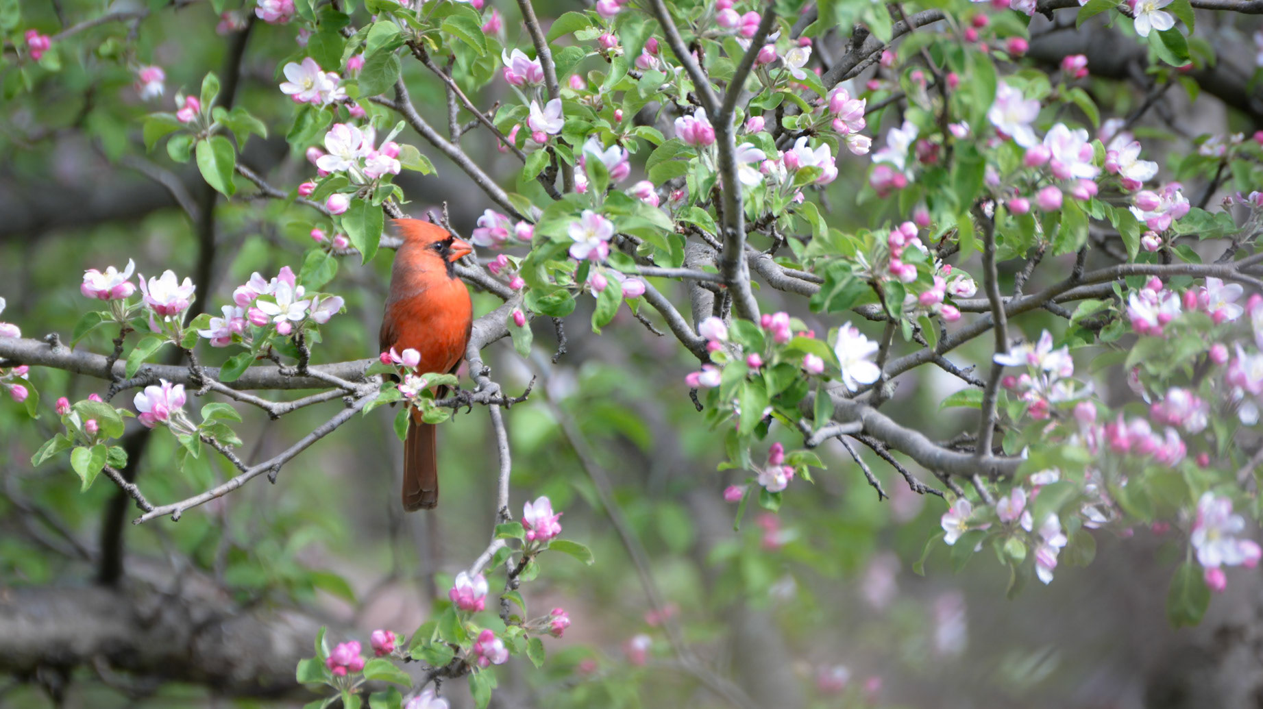 Northern Cardinal