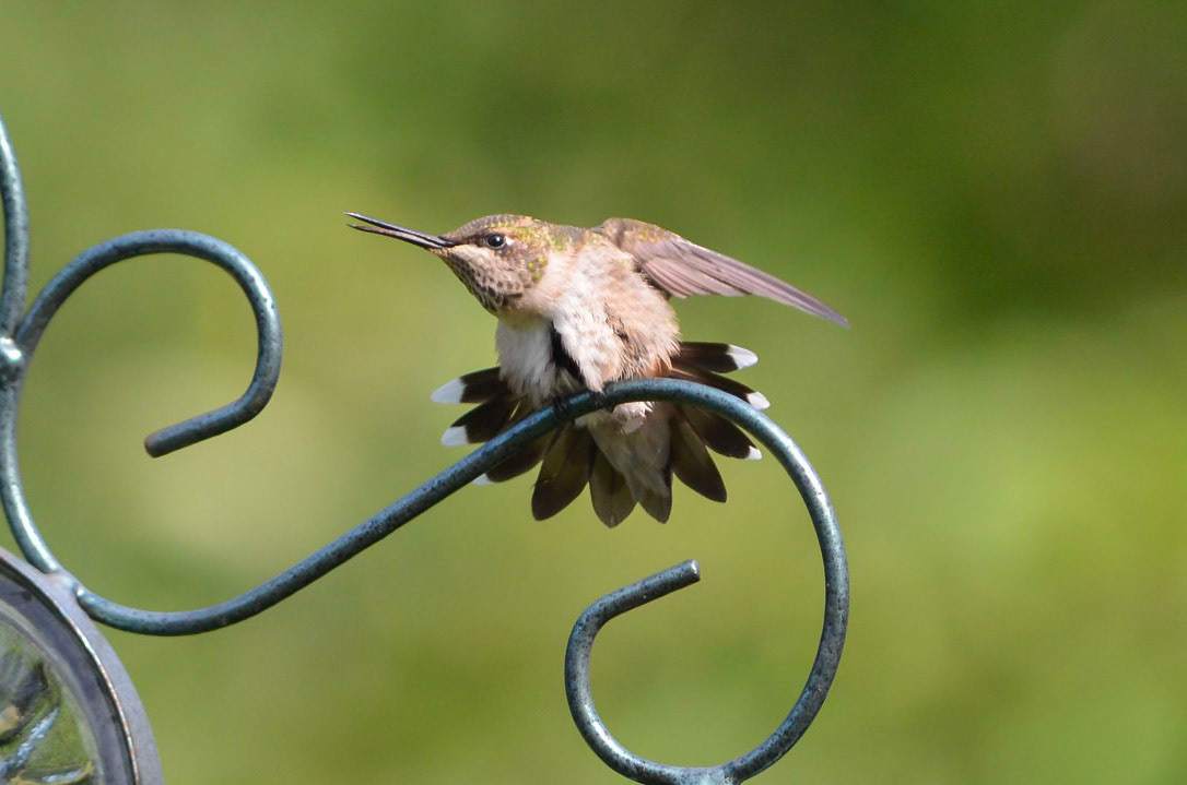 Ruby-throated Hummingbird