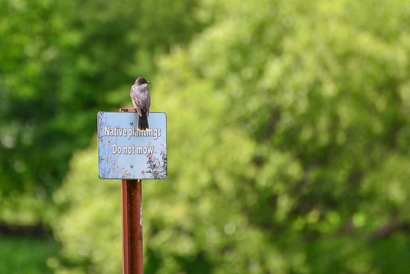 Eastern Kingbird