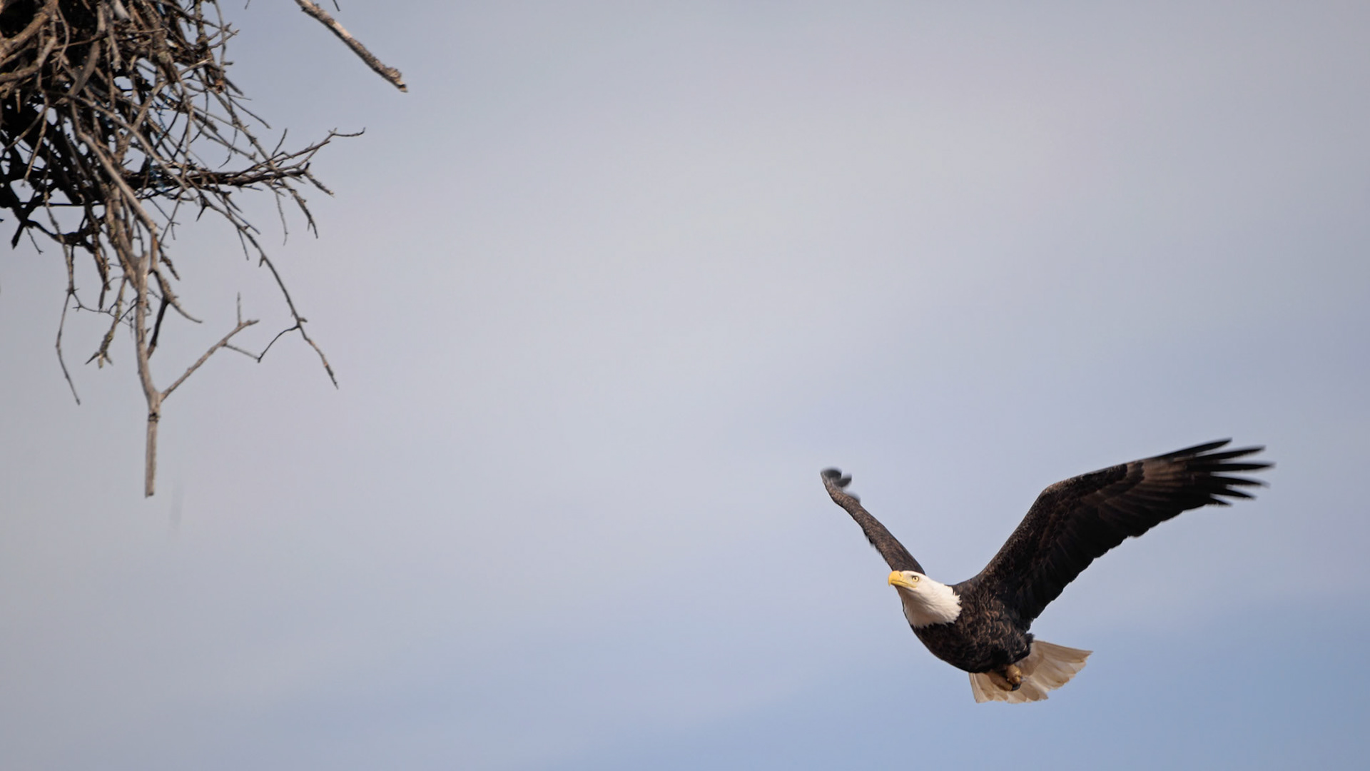 Bald Eagle