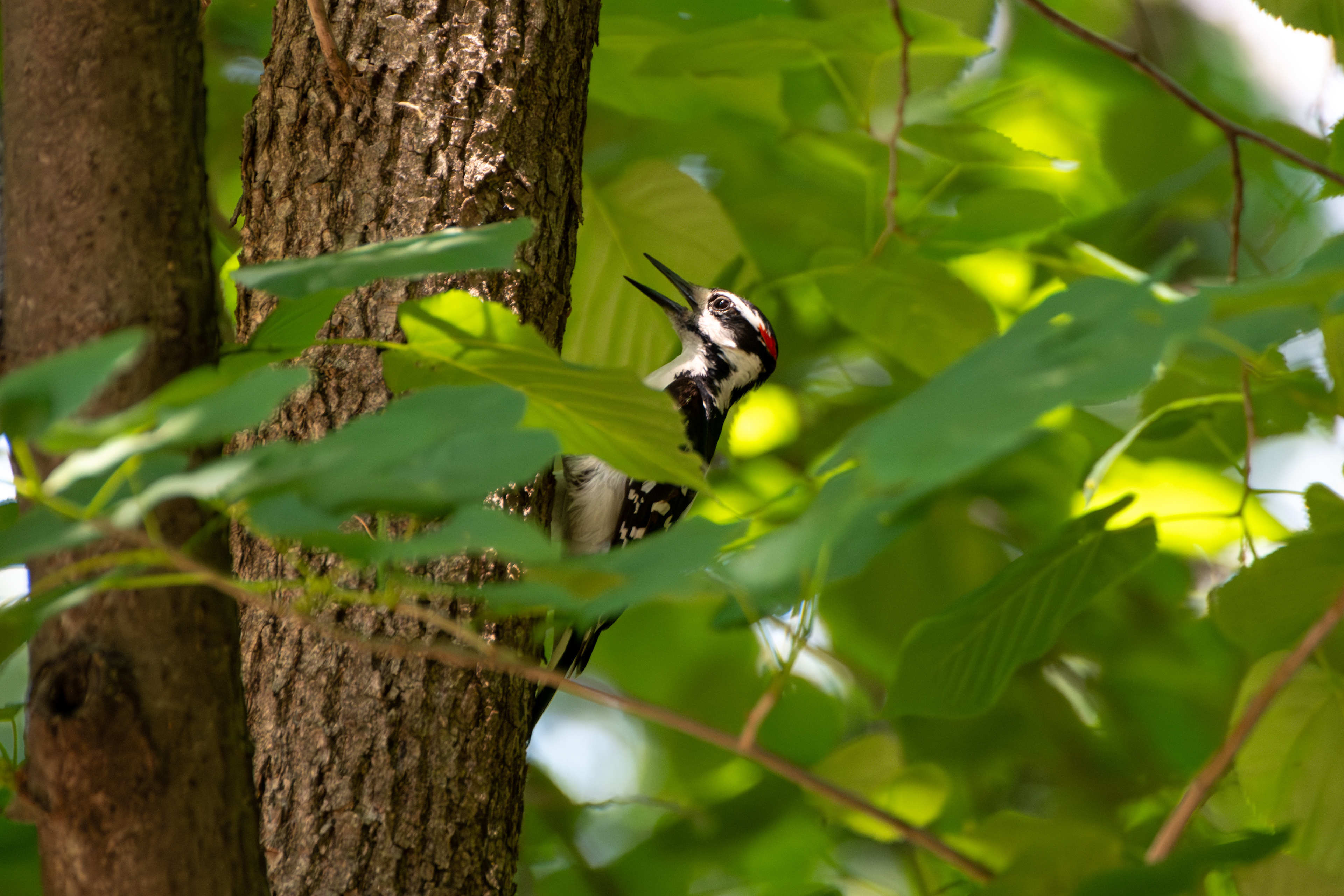 Hairy Woodpecker