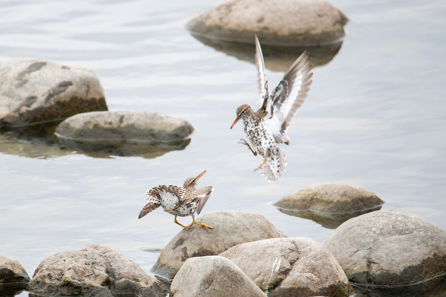 Spotted Sandpiper