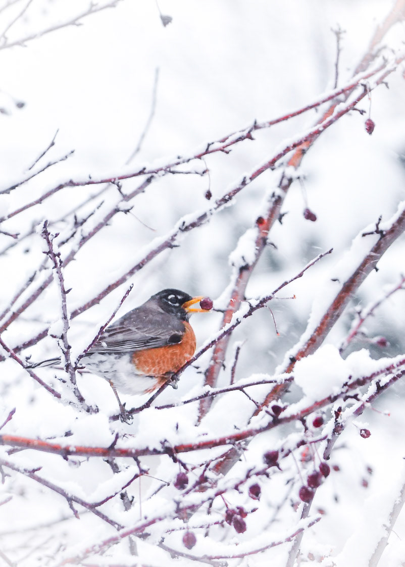 American Robin