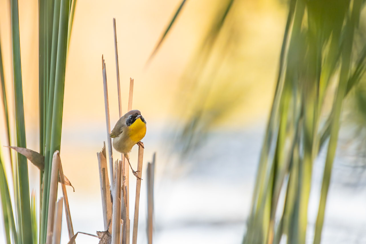 Common Yellowthroat