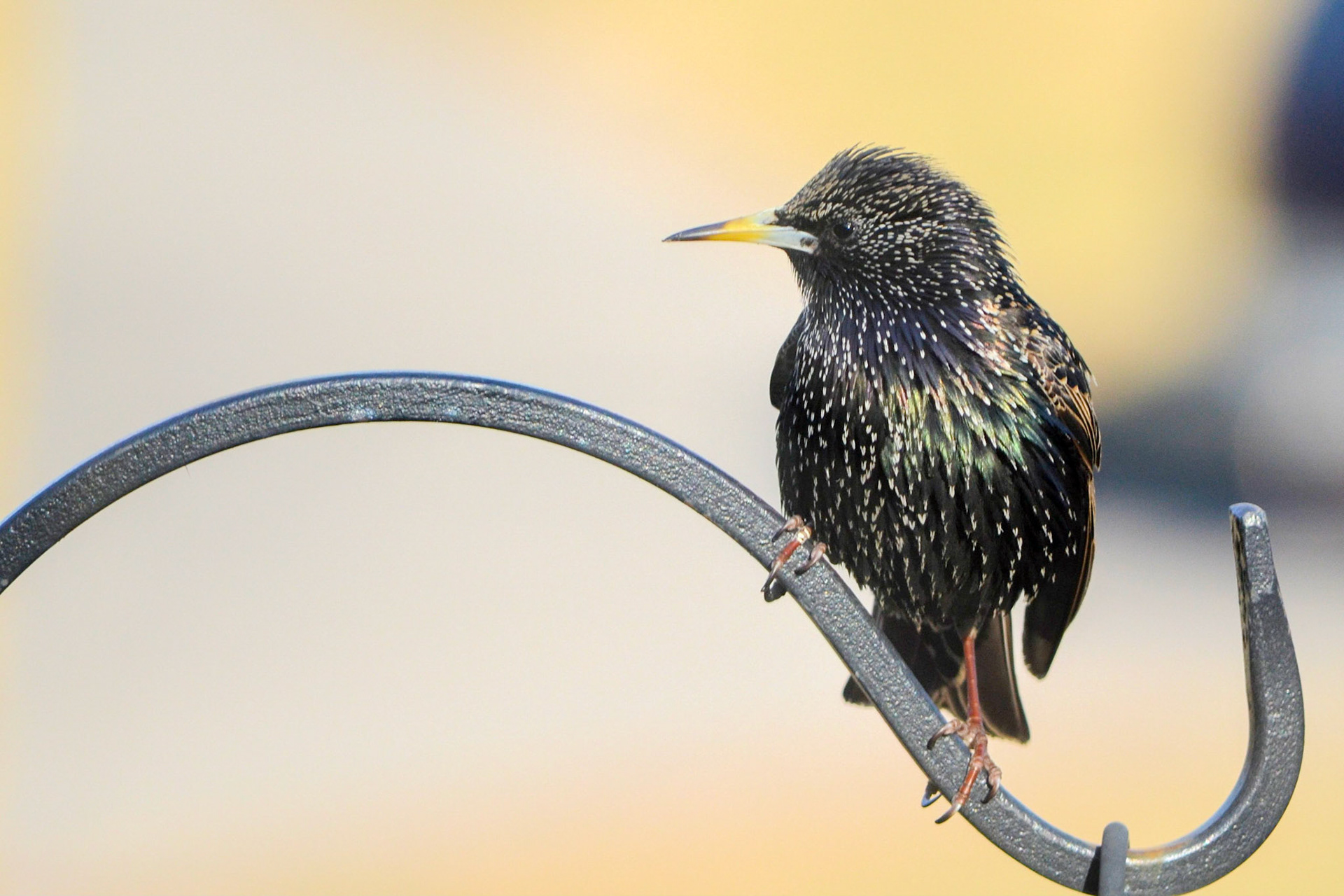 European Starling