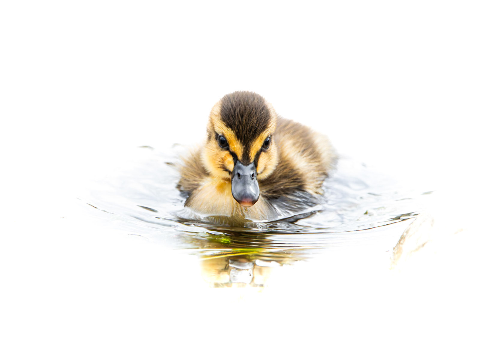 Mallard