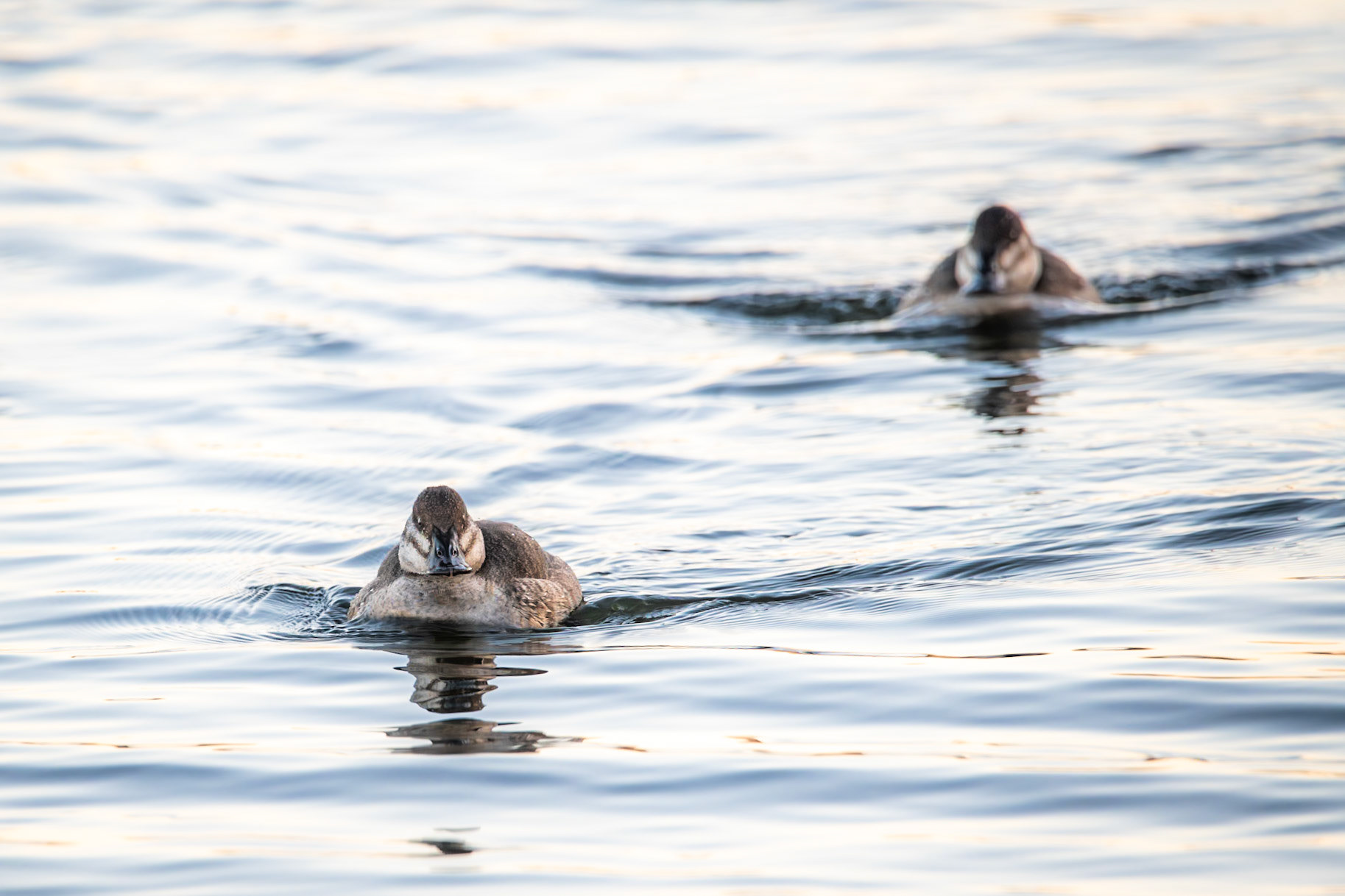 Ruddy Duck