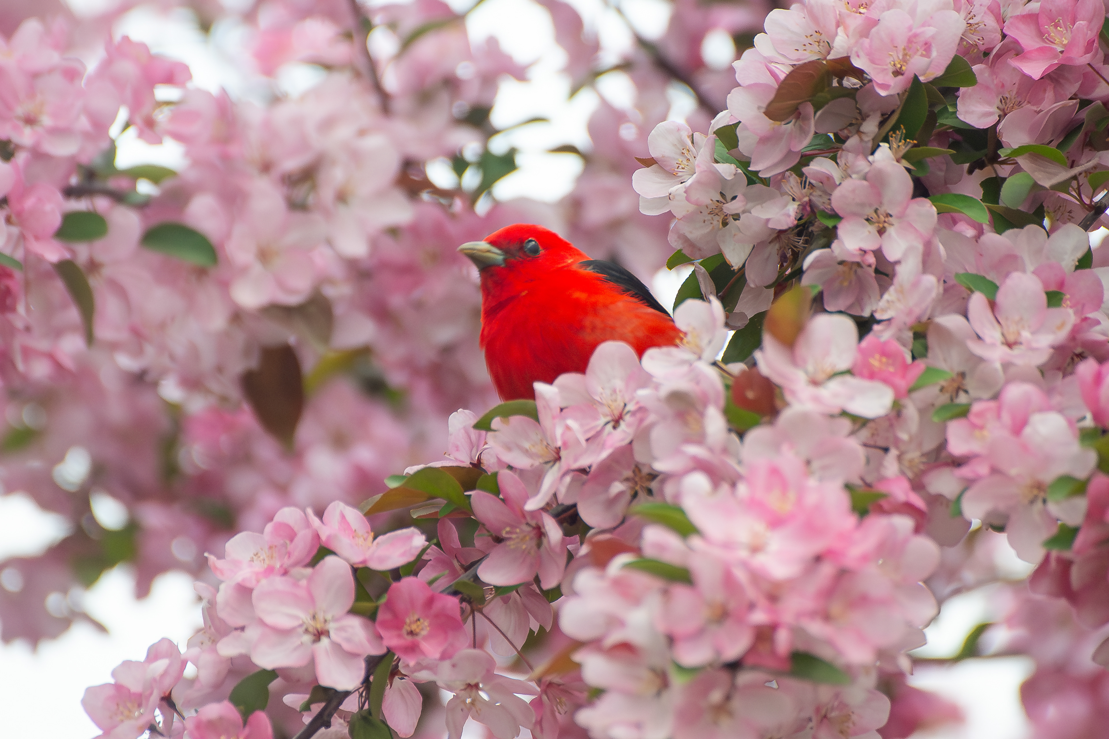 Scarlet Tanager