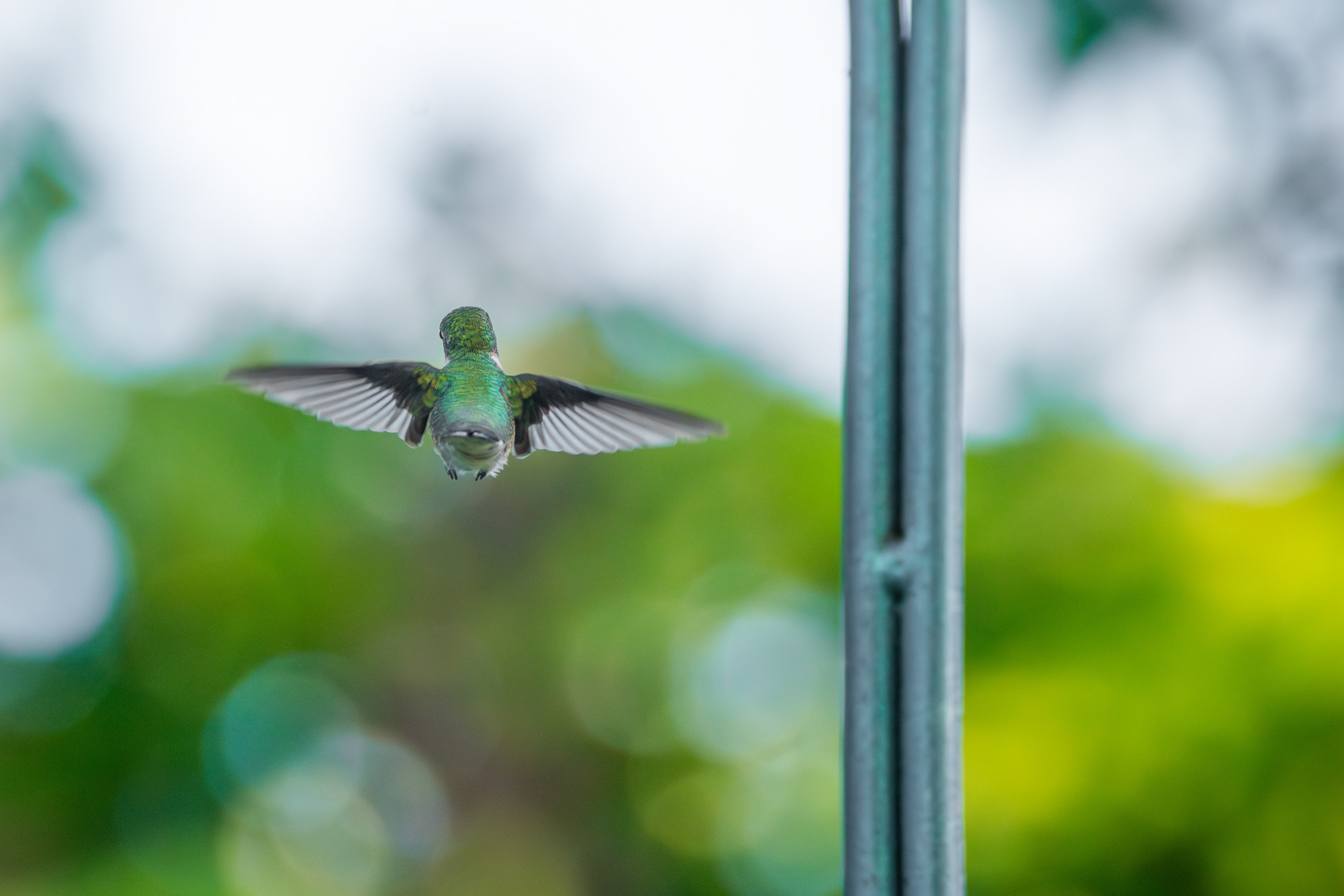 Ruby-throated Hummingbird