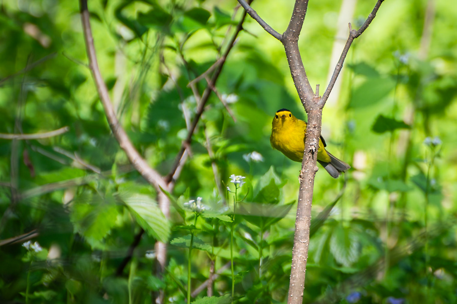 Wilsons Warbler