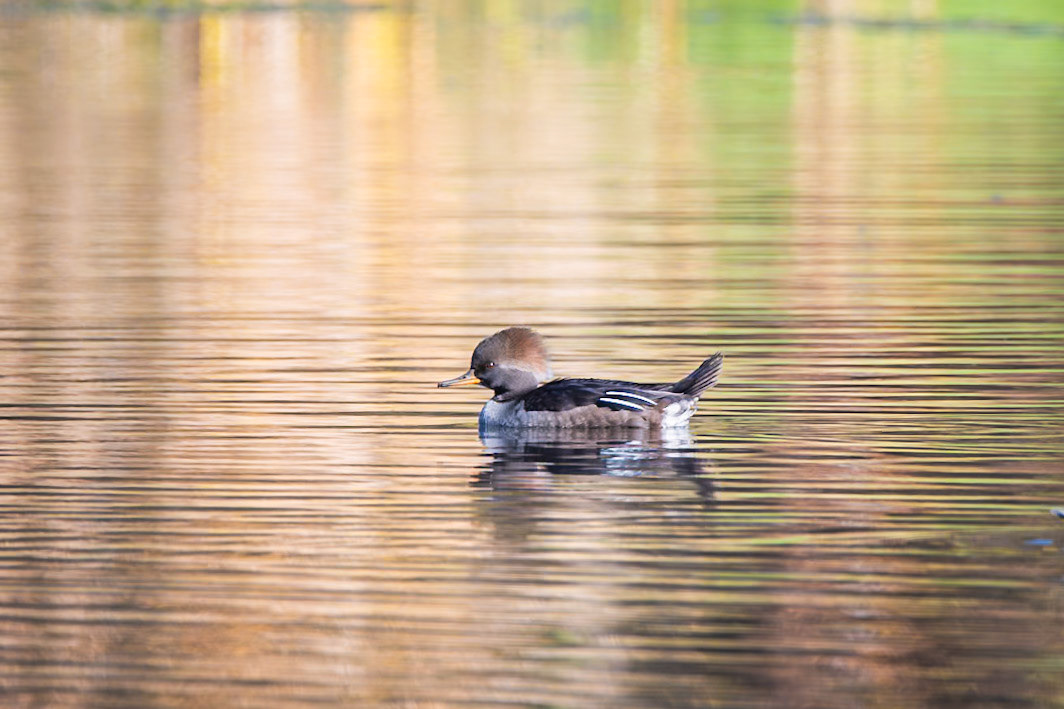 Hooded Merganser
